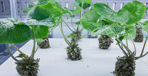 モバイル農業事業