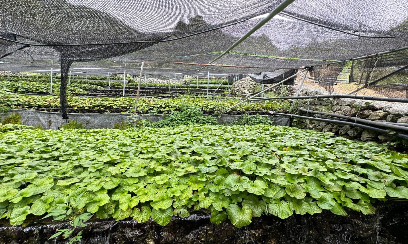 わさびを守りたい、世界に届けたい