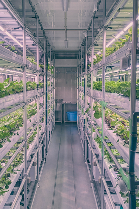 わさびを守りたい、世界に届けたい