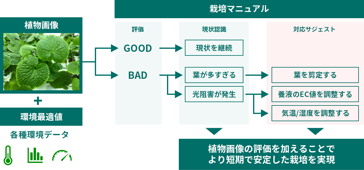 栽培マニュアル